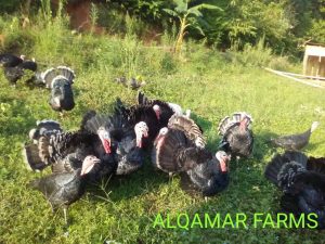 Alqamar Turkey Farm
